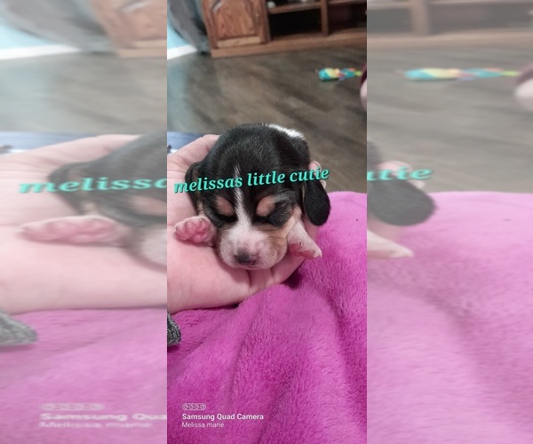 View Ad Beagle Puppy for Sale near Iowa, VILLISCA, USA. ADN593690