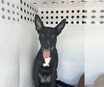 Small German Shepherd Dog