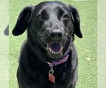Small #1 Labrador Retriever Mix