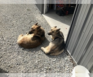 Mother of the German Shepherd Dog puppies born on 04/27/2025