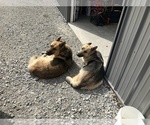 Small Photo #1 German Shepherd Dog Puppy For Sale in CHARLESTOWN, IN, USA
