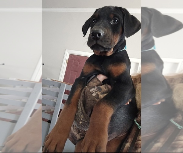 Medium Photo #37 Doberman Pinscher Puppy For Sale in BEGGS, OK, USA