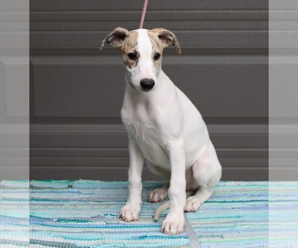 Medium Photo #1 Whippet Puppy For Sale in DAVISON, MI, USA