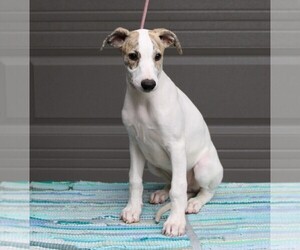 Whippet Puppy for sale in DAVISON, MI, USA