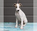 Small Photo #1 Whippet Puppy For Sale in DAVISON, MI, USA
