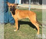 Small #5 Black Mouth Cur Mix