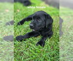 Small #7 Labrador Retriever