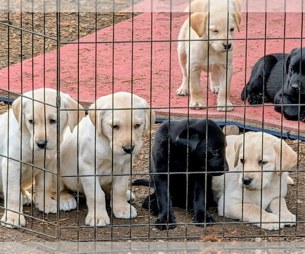 Medium Photo #2 Labrador Retriever Puppy For Sale in SHELTON, WA, USA