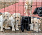 Small #1 Labrador Retriever