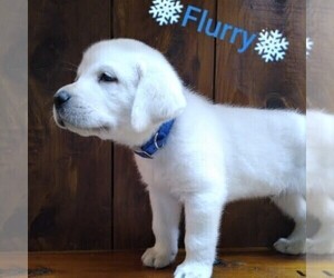 Labrador Retriever Puppy for sale in LINDEN, TN, USA