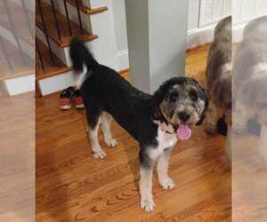 Bernedoodle Puppy for sale in CAMDEN, SC, USA