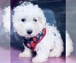 Small Photo #5 Maltipoo Puppy For Sale in DURHAM, CT, USA