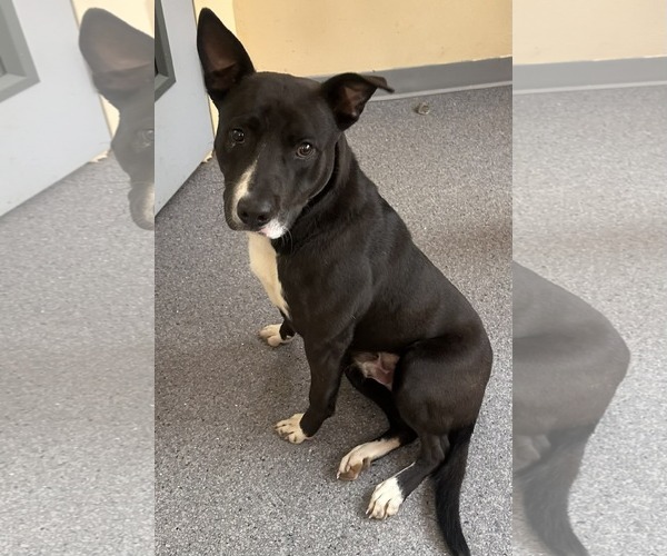 Medium Photo #1 Mutt Puppy For Sale in Low Moor, VA, USA