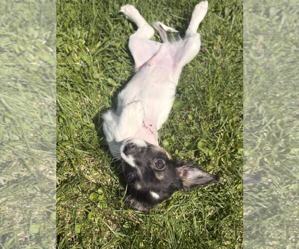 Medium Photo #3 Jack Russell Terrier-Unknown Mix Puppy For Sale in Jefferson, WI, USA