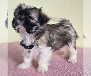 Shih Tzu Puppy for sale in REEDSBURG, WI, USA