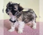 Small Shih Tzu
