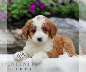 Bernedoodle (Miniature) Puppy for sale in LITITZ, PA, USA