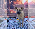 Small #6 Mutt