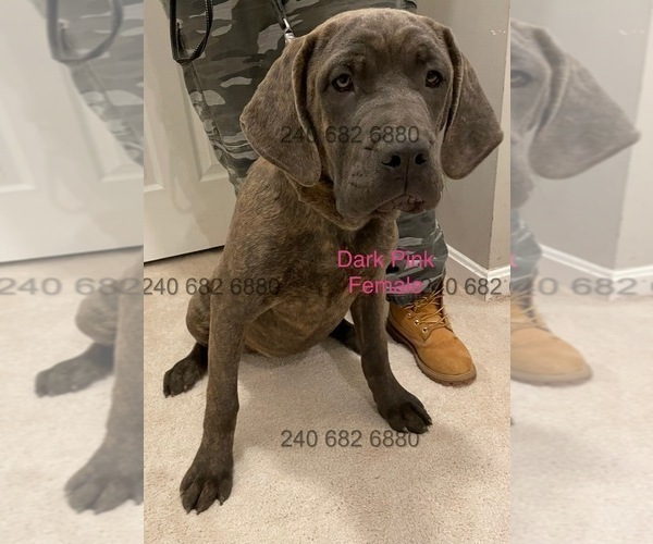 Medium Photo #8 Cane Corso Puppy For Sale in DENTSVILLE, MD, USA