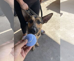 German Shepherd Dog-Unknown Mix Dogs for adoption in El Centro, CA, USA