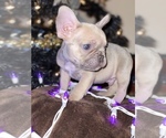 Small Photo #1 French Bulldog Puppy For Sale in MOORE, OK, USA