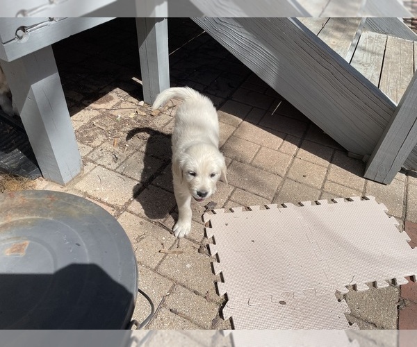 Medium Photo #10 Golden Retriever Puppy For Sale in MCKINNEY, TX, USA