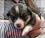 Small Photo #7 Pembroke Welsh Corgi Puppy For Sale in BENTS FORT, CO, USA