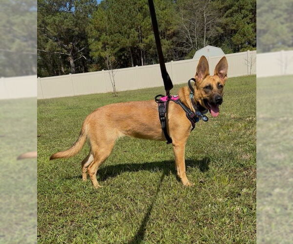 Medium Photo #3 German Shepherd Dog Puppy For Sale in La Grange , NC, USA