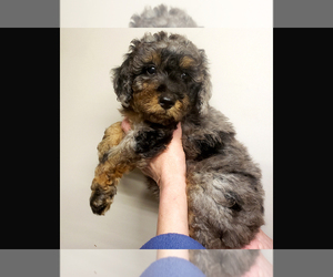 Bernedoodle (Miniature) Puppy for sale in ROY, UT, USA