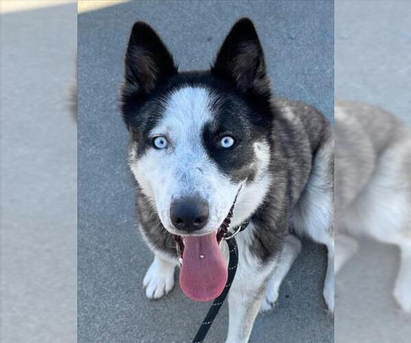 Medium Photo #2 Siberian Husky Puppy For Sale in Woodland, CA, USA