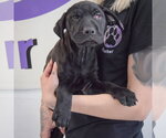 Small #3 Mutt
