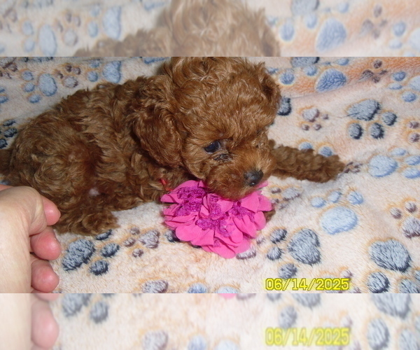 Medium Photo #1 Poodle (Toy) Puppy For Sale in DULUTH, GA, USA