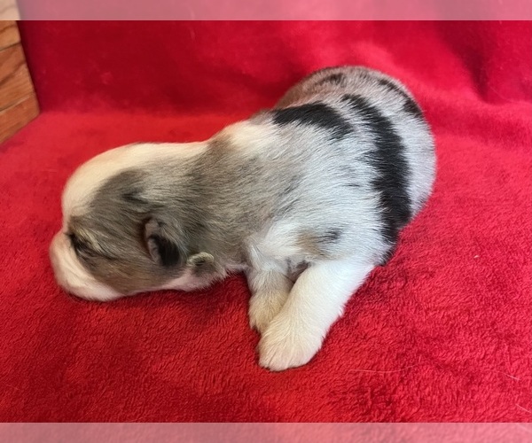 Medium Photo #9 Miniature Australian Shepherd Puppy For Sale in FORT MORGAN, CO, USA