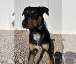 Small Rottweiler Mix