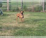 Small Photo #1 Rhodesian Ridgeback Puppy For Sale in MONTGOMERY CITY, MO, USA