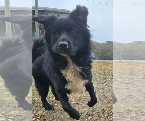 Medium Photo #3 Chow Chow-Retriever  Mix Puppy For Sale in Anniston, AL, USA