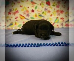 Schnoodle (Miniature) Puppy for sale in WINNSBORO, LA, USA