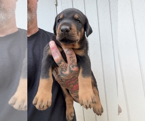 Doberman Pinscher Puppy for Sale in NEWTON, North Carolina USA