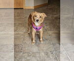 Small #2 Golden Retriever Mix