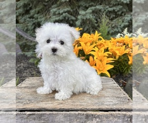 Maltese Puppy for sale in MIDDLEBURY, IN, USA