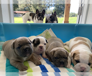 Faux Frenchbo Bulldog Puppy for sale in WEBSTER, FL, USA