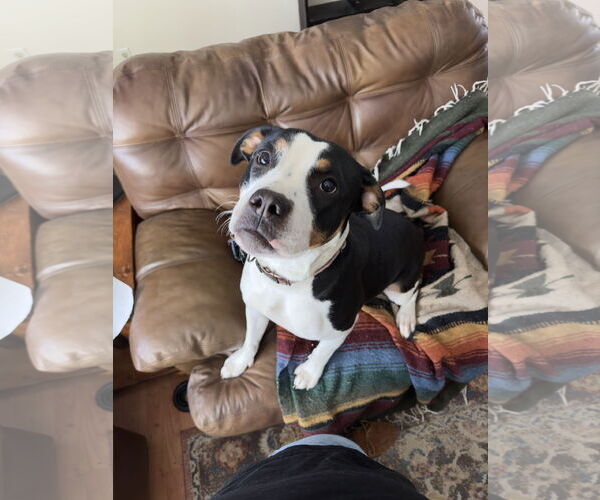 Medium Photo #3 Mutt Puppy For Sale in Fort Collins, CO, USA