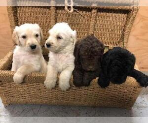 Double Doodle Puppy for sale in LEWISTON, ID, USA