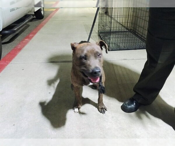 Medium Photo #1 Mutt Puppy For Sale in Downey, CA, USA