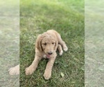 Small Photo #38 Goldendoodle Puppy For Sale in EATON RAPIDS, MI, USA