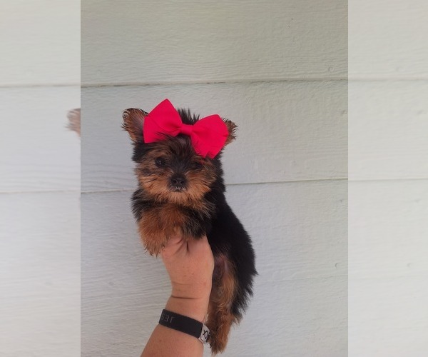 Medium Photo #1 Poodle (Toy) Puppy For Sale in PALM BAY, FL, USA