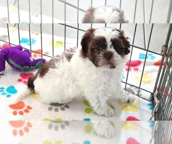 Medium Photo #5 ShihPoo Puppy For Sale in ORO VALLEY, AZ, USA