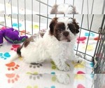 Small #4 ShihPoo