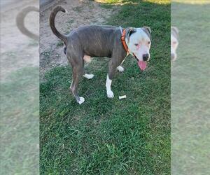 Mutt Dogs for adoption in Conroe, TX, USA