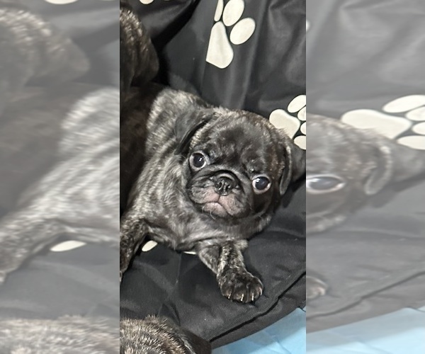 Medium Photo #49 Pug Puppy For Sale in TROY, MO, USA